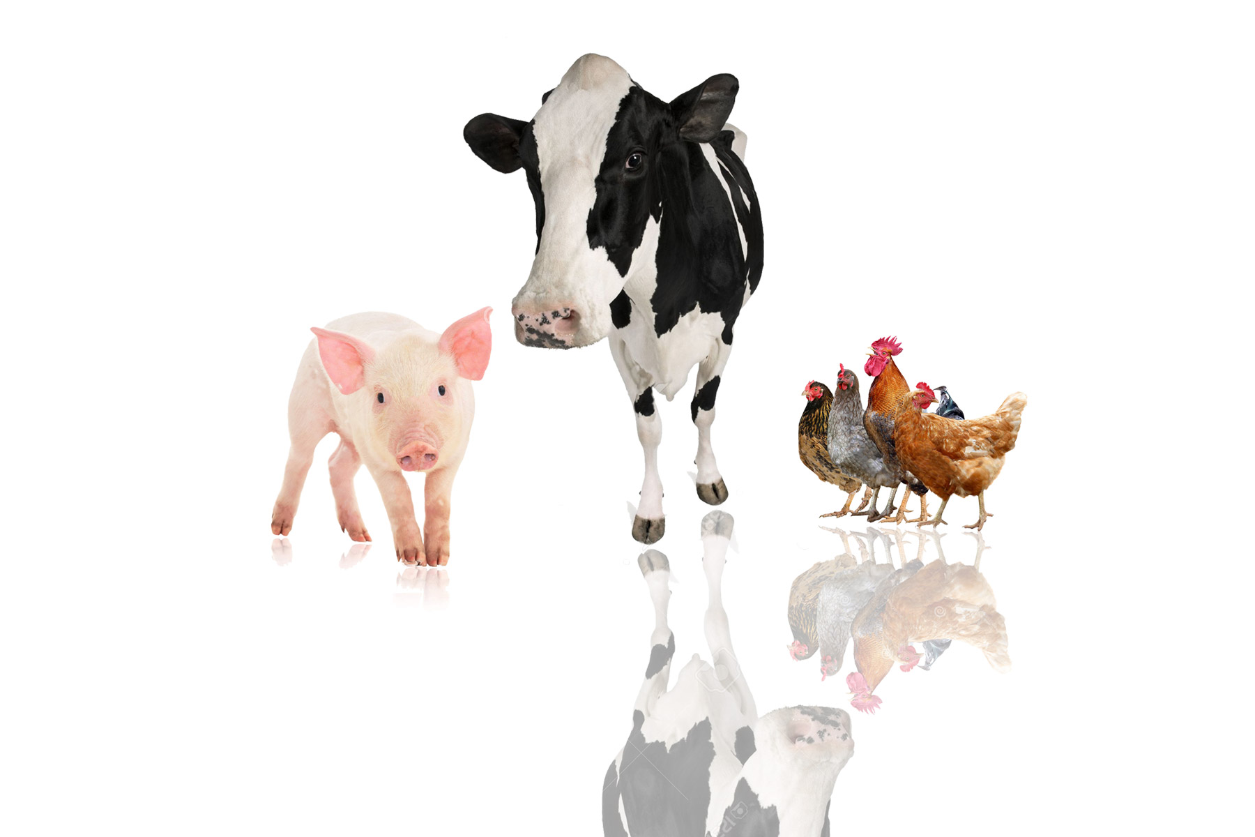 zootecnia-3-vaca-pollo-cerdo-Sabores-Sabor-Flavors-Fragancias-Esencias-Mascotas-Salados-Aromas-Confiteria-Gelatina-Bebida-Galleta-Perfumeria-Cuidado-Hogar-Personal-Cosmetico-Ambientador